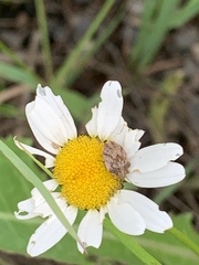 Homaemus aeneifrons