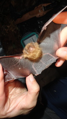 Thyroptera discifera