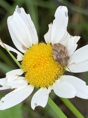 Homaemus aeneifrons