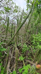 Praecereus euchlorus diffusus