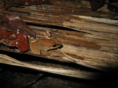 Pristimantis fenestratus