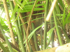 Tarsius supriatnai