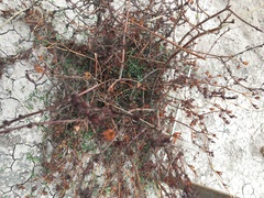 Simsia amplexicaulis