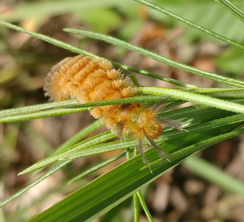 Cycnia collaris