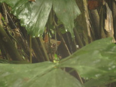 Tarsius supriatnai