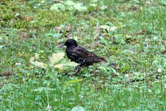 Sturnus vulgaris