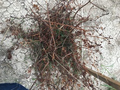 Simsia amplexicaulis