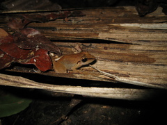 Pristimantis fenestratus