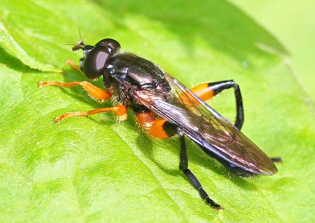 Orange-hipped Leafwalker