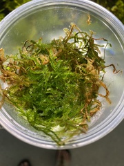 Vesicularia montagnei