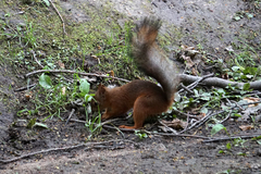 Sciurus vulgaris