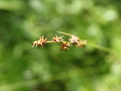 Stellulatae