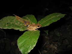Pristimantis fenestratus