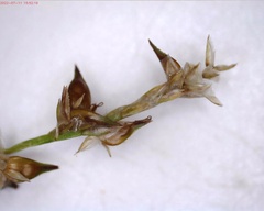 Stellulatae