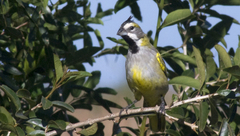 Gubernatrix cristata