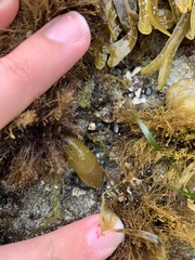 Halosaccion glandiforme
