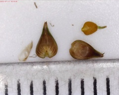 Stellulatae