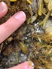 Halosaccion glandiforme