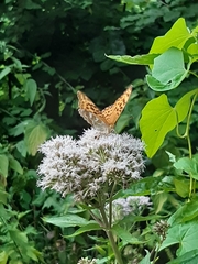 Argynnis paphia