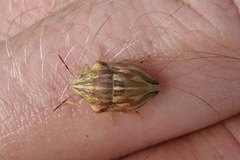 Odontotarsus