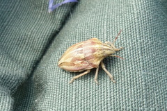 Odontotarsus