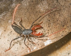 Mastigoproctus floridanus