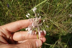 Allium podolicum