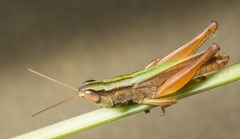 Dichromorpha elegans