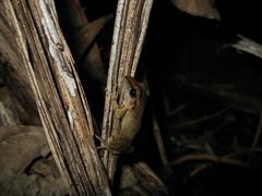 Pristimantis fenestratus