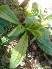 Plantago