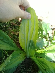 Plantago