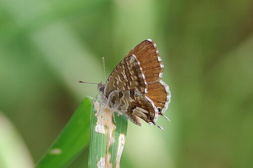 Cacyreus marshalli