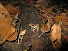 Pristimantis fenestratus