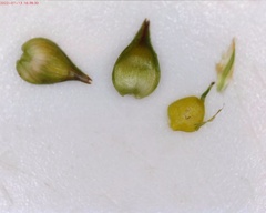 Stellulatae