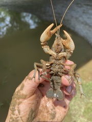 Cambarus deweesae