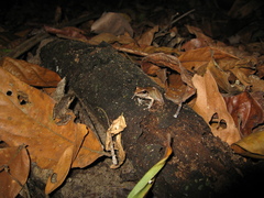 Pristimantis fenestratus