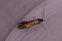 Schiffermuelleria schaefferella