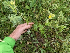 Potentilla bipinnatifida