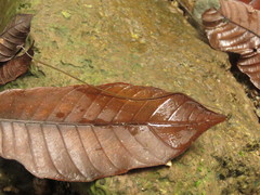 Chordodidae