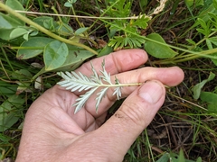 Potentilla bipinnatifida