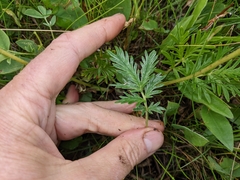 Potentilla bipinnatifida