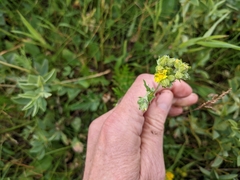 Potentilla bipinnatifida