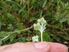 Potentilla bipinnatifida