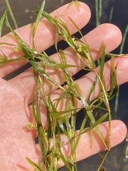Potamogeton hillii
