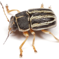 Pachybrachis othonus othonus