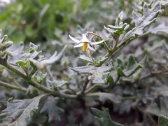 Solanum triflorum