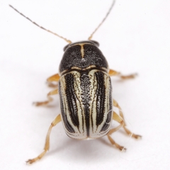 Pachybrachis othonus othonus