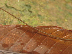 Chordodidae