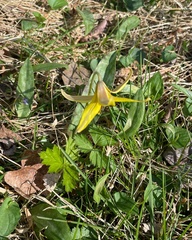 Erythronium americanum