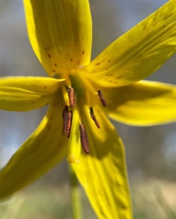 Erythronium americanum